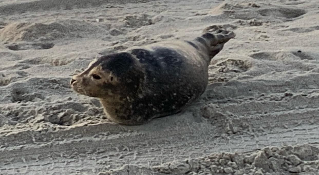 Juvenile seal enjoys winter sun on Emerald Isle strand